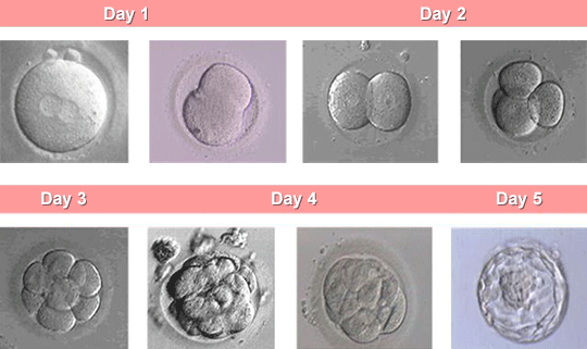 Embryo development, day 1 - day 5