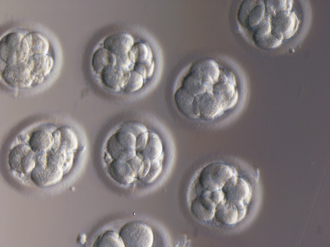 It's raining day 3 embryos...